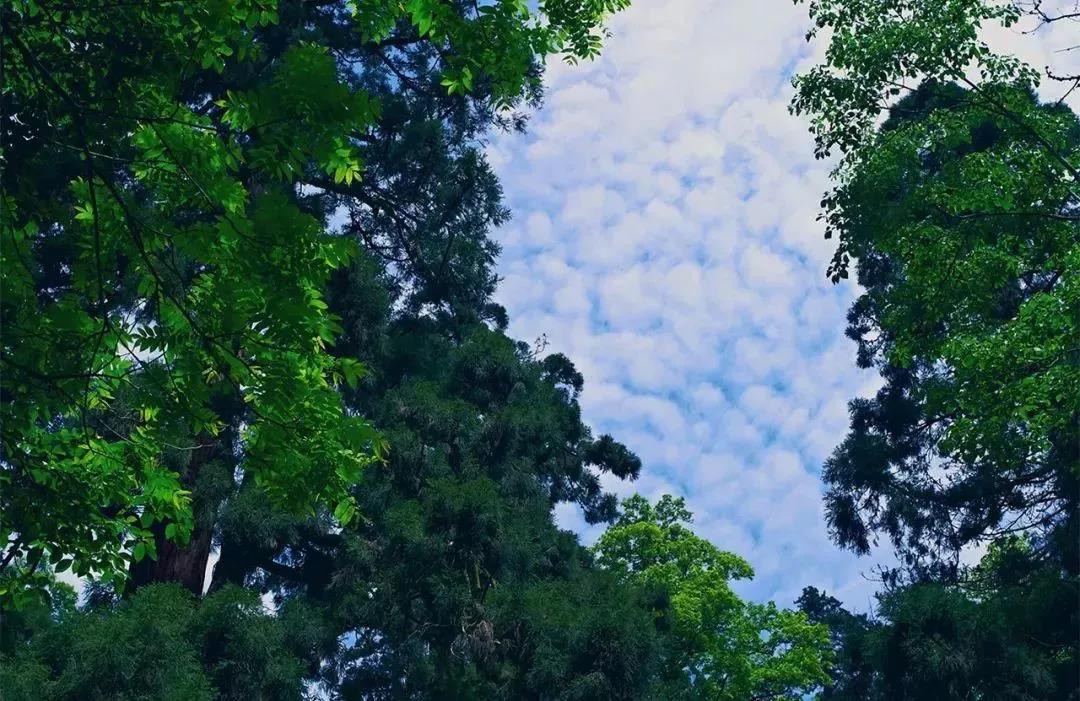 植樹節(jié)|守護(hù)綠色家園的秘密武器！