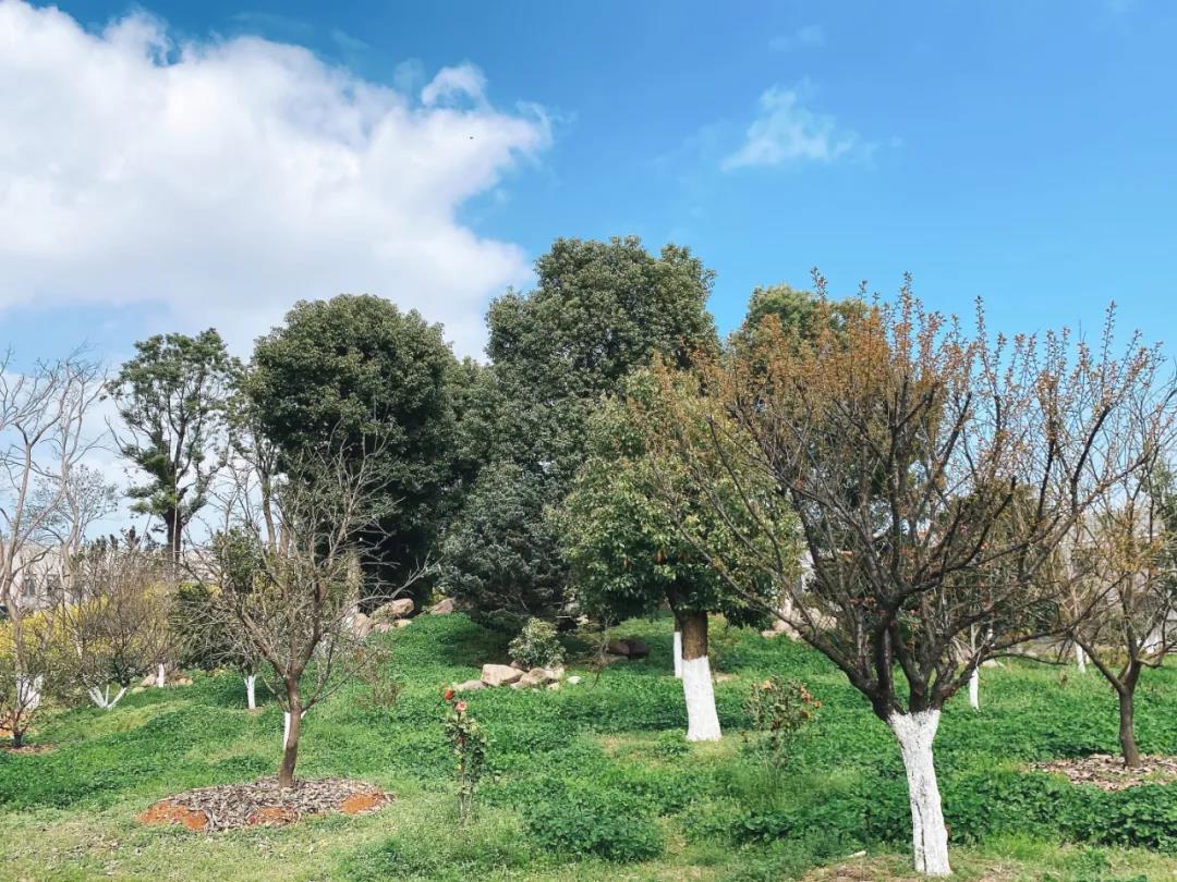 風(fēng)景這邊獨(dú)好！東大環(huán)境美景一覽，請(qǐng)查收