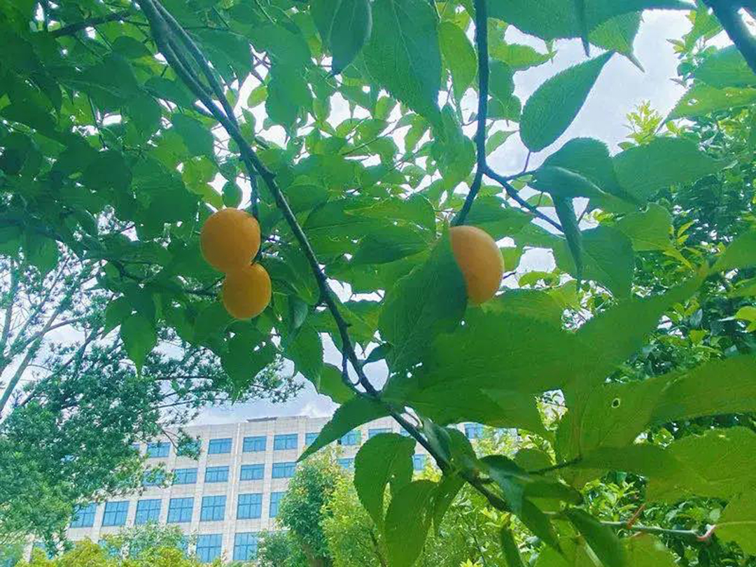 風(fēng)景這邊獨(dú)好！東大環(huán)境美景一覽，請(qǐng)查收