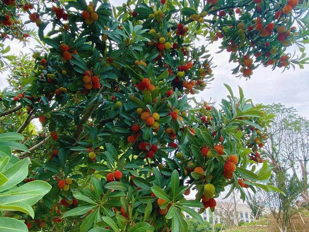 風(fēng)景這邊獨(dú)好！東大環(huán)境美景一覽，請(qǐng)查收