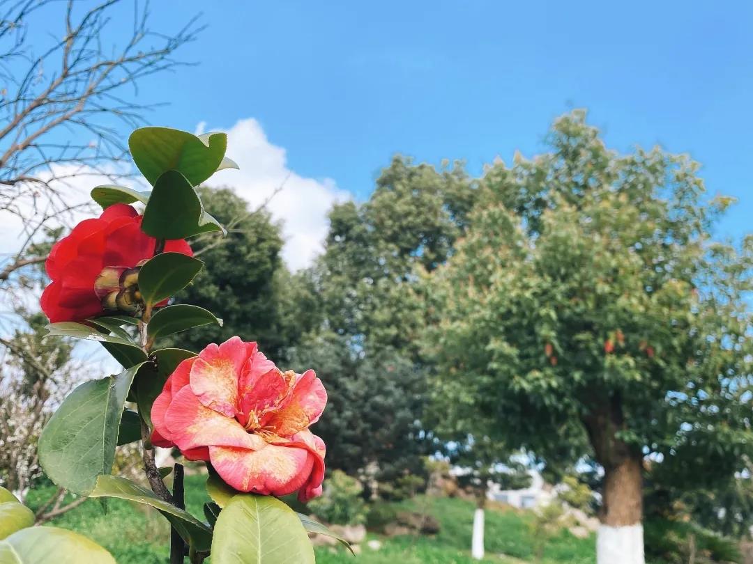 風(fēng)景這邊獨(dú)好！東大環(huán)境美景一覽，請(qǐng)查收