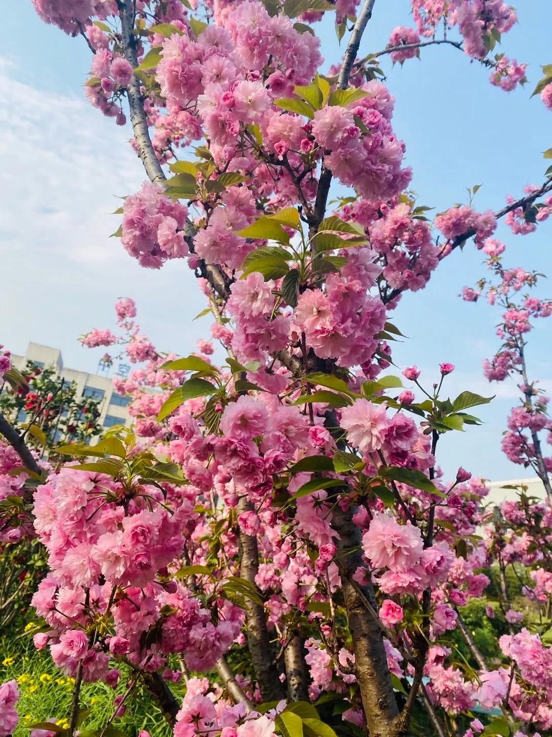 風(fēng)景這邊獨(dú)好！東大環(huán)境美景一覽，請(qǐng)查收